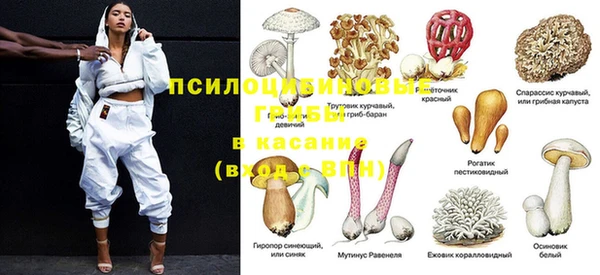 ПСИЛОЦИБИНОВЫЕ ГРИБЫ Белокуриха